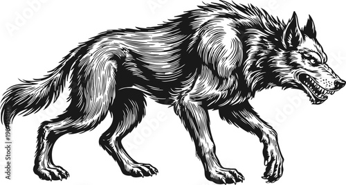 Aggressive wolf illustration showing snarling wild animal in detailed black and white line art