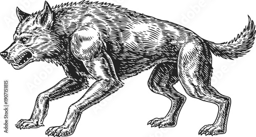Angry wolf standing and snarling fierce wild animal in detailed black and white illustration