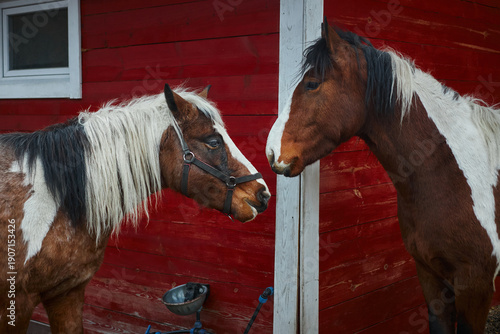 Two horses stand close to each other at a barn with a red wall. They appear to be sniffing and observing each other while the sky is overcast