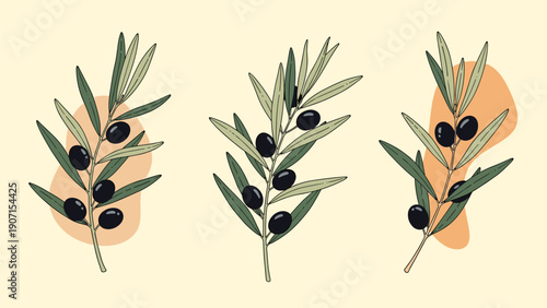 Three olive branches with dark ripe olives on a pale background symbolize peace, health, nature, and the Mediterranean lifestyle of quality organic food.