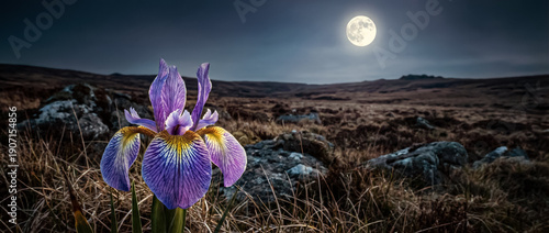 Purple iris flower under bright full moon in wide moorland landscape under dramatic night sky and natural panorama.  