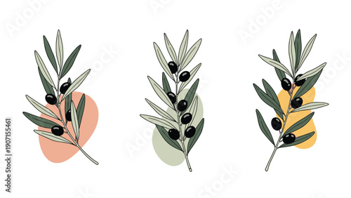 Stylized olive branches with black fruit and abstract colored shapes illustrating Mediterranean flora and organic culinary ingredients.