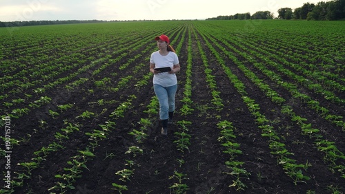 Slika na platnu Agriculture, Lady in casual clothes examines cornfield seedlings under bright mo