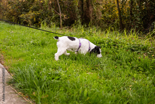 Black and white puppy spaniel sniffing grass on a green field