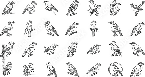 Collection of various bird species in different poses and styles