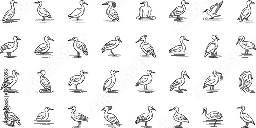 Collection of various seagull illustrations in different poses