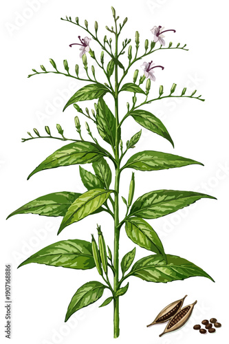 Andrographis paniculata illustration art