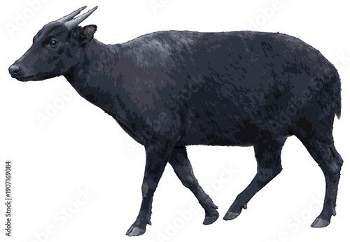 Bubalus depressicornis illustration art