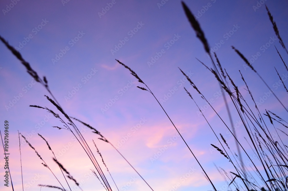 Obraz premium reeds in the morning