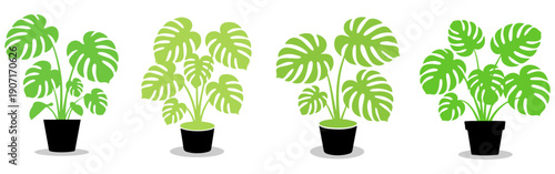 Monstera houseplant set in black pots, tropical indoor plants isolated on white background.