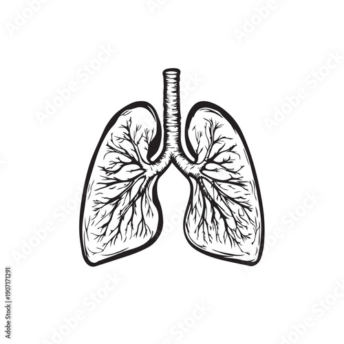 anatomy of the human lungs