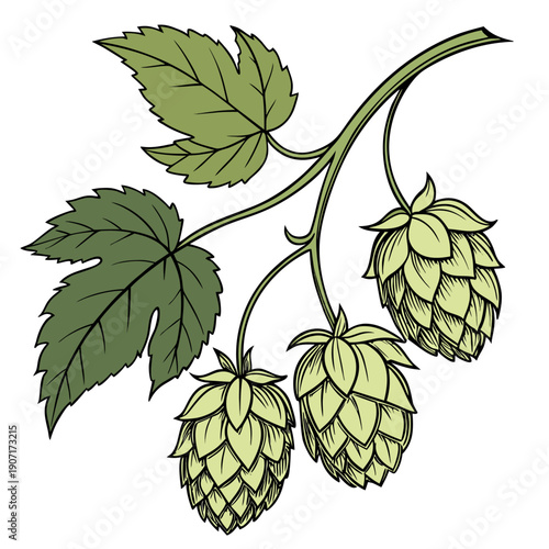 Hop Cones with Green Leaves on Vine Vector Illustration