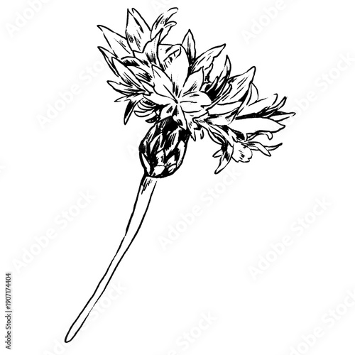 Cornflower flower, knapweed vector hand drawn ink illustration isolated on white, line art flower, outline for design herbal tea, natural cosmetic, medicine, branding and home decor