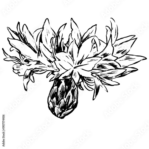 Cornflower flower, knapweed vector hand drawn ink illustration isolated on white, line art flower, outline for design herbal tea, natural cosmetic, medicine, branding and home decor