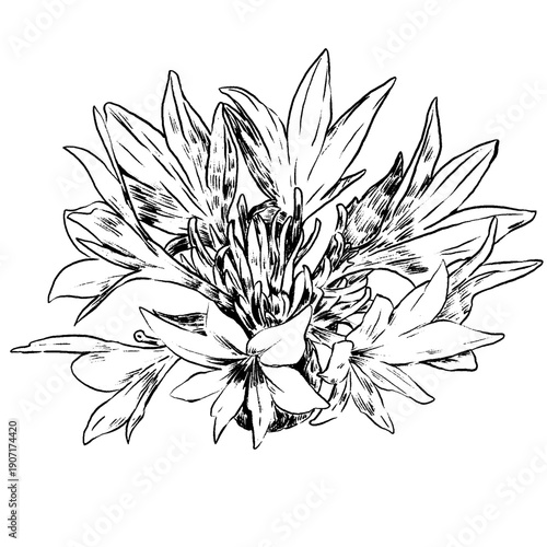 Cornflower flower, knapweed vector hand drawn ink illustration isolated on white, line art flower, outline for design herbal tea, natural cosmetic, medicine, branding and home decor