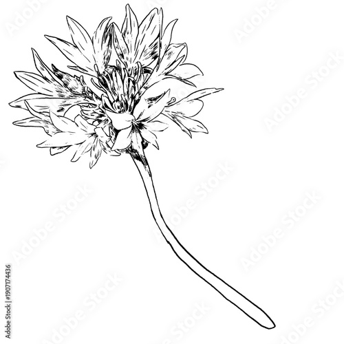 Cornflower flower, knapweed vector hand drawn ink illustration isolated on white, line art flower, outline for design herbal tea, natural cosmetic, medicine, branding and home decor
