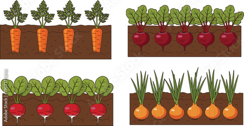 Flat vector illustration set of garden root vegetables including carrots beets radishes and onions growing in brown soil rows isolated on white.