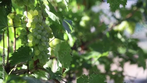 Ripe bunches of grapes 