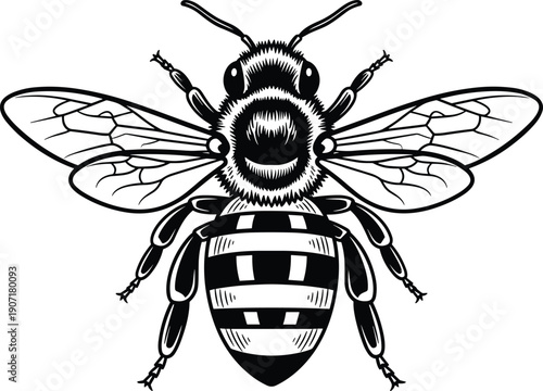 Bee insect detailed engraving style illustration isolated pollinator wings nature wildlife tattoo logo cad drawing flat vector illustration black white