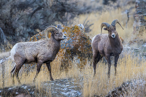 Bighorn Sheep Standing in a Field