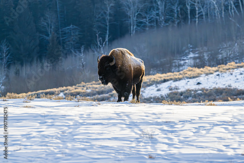 bison in the snow