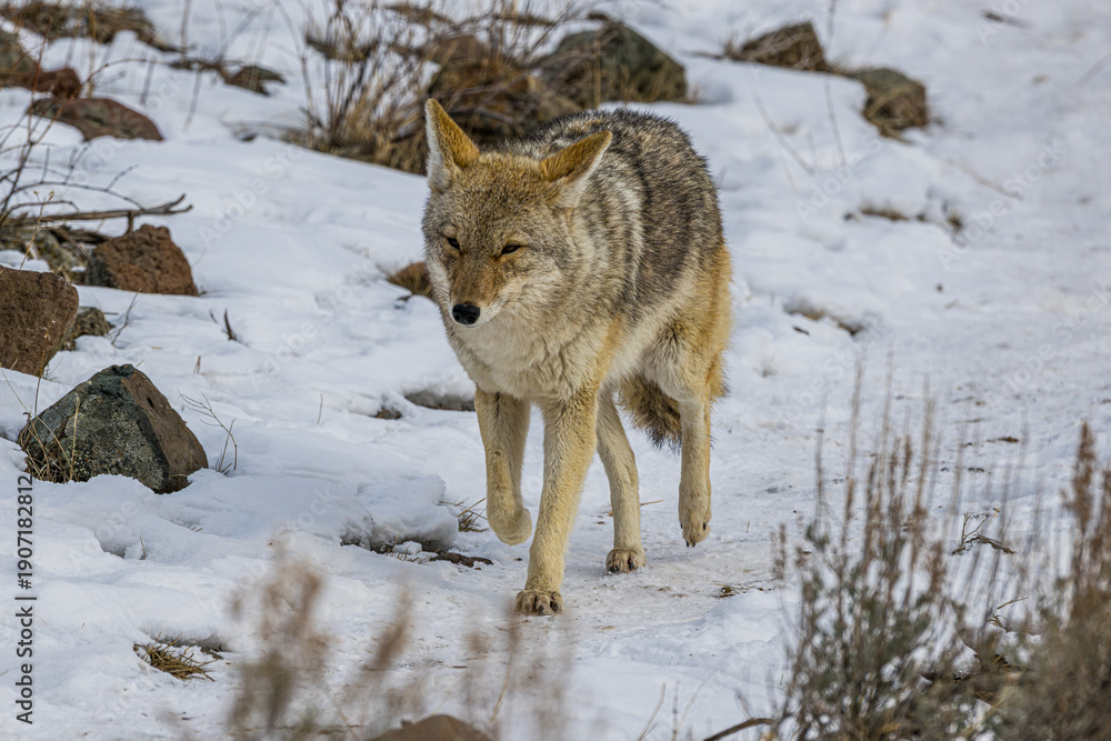 Fototapeta premium Coyote Walking in the Snow