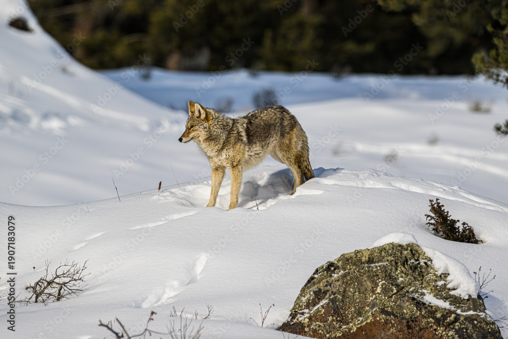 Fototapeta premium Coyote in the Snow