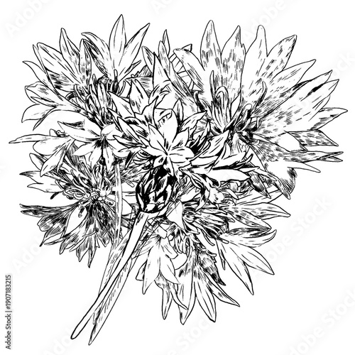 Cornflower flowers, knapweed vector hand drawn ink illustration isolated on white, line art flower, outline for design herbal tea, natural cosmetic, medicine, branding and home decor