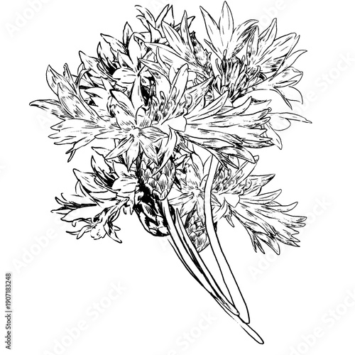Cornflower flowers, knapweed vector hand drawn ink illustration isolated on white, line art flower, outline for design herbal tea, natural cosmetic, medicine, branding and home decor