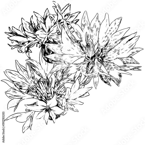 Cornflower flowers, knapweed vector hand drawn ink illustration isolated on white, line art flower, outline for design herbal tea, natural cosmetic, medicine, branding and home decor