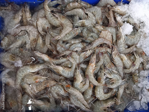 Glass shrimp in cold water, in a blue tray.