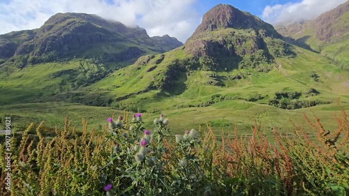 Wild thistle plants swaying in the wind in Glencoe Valley, Scotland
