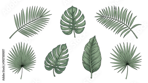 Assorted collection of seven green tropical leaf illustrations including palm and monstera varieties with detailed line shading.