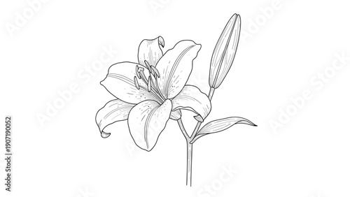 Beautiful black and white botanical illustration of a blooming lily flower with a young closed bud on a slender stem.