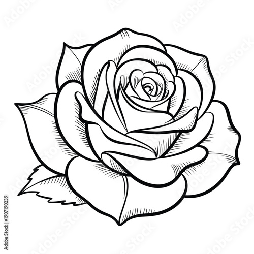 Detailed black and white line drawing of a single blooming rose