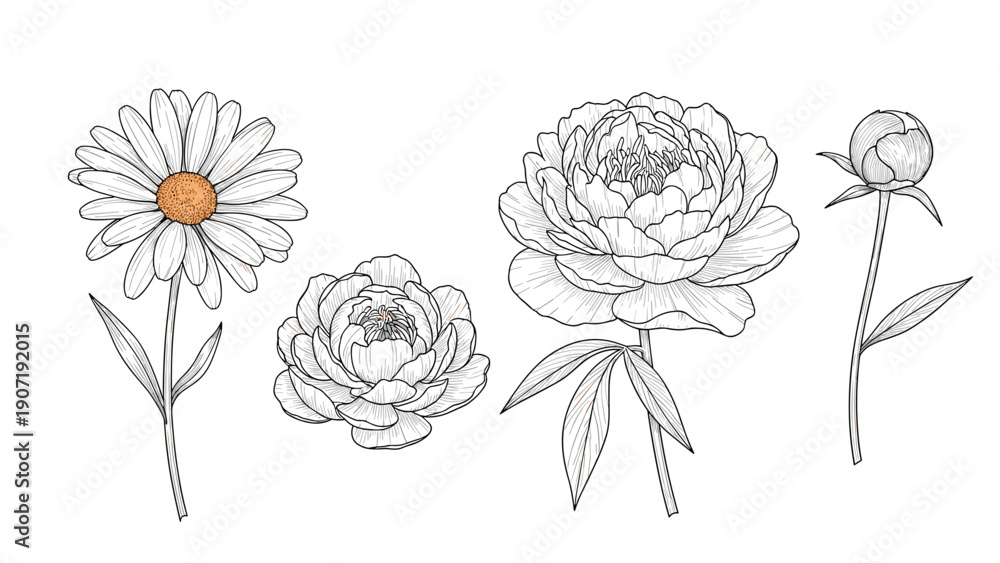 Obraz premium Collection of vintage style floral engravings featuring a daisy and peonies with intricate line work and classic botanical feel.