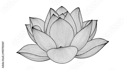 Intricate engraving style illustration of a blooming lotus flower with detailed petals and water lily features on white background.