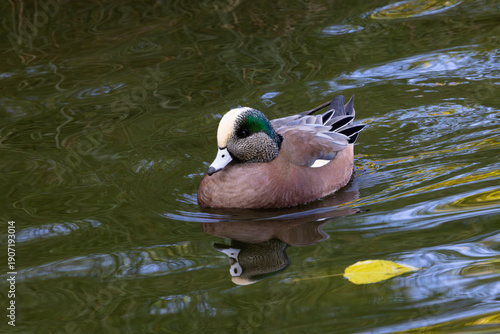 Golden leaf floats past distinctive American Wigeon duck and its lovely watery reflection in the urban nature environment of Fort Lowell Park in Tucson, Arizona