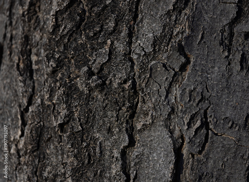 Background of beautifully textured rough bark of Honey Locust Tree in American Southwest