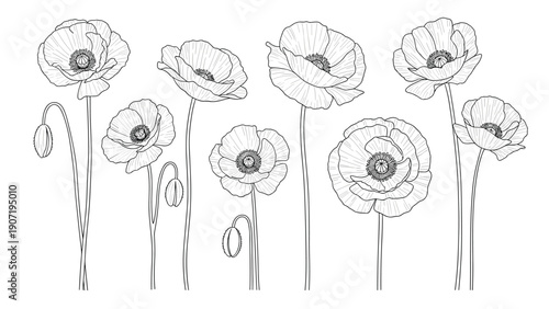 Detailed sketches of poppy flowers in various stages of bloom and buds shown in monochrome line art engraving.