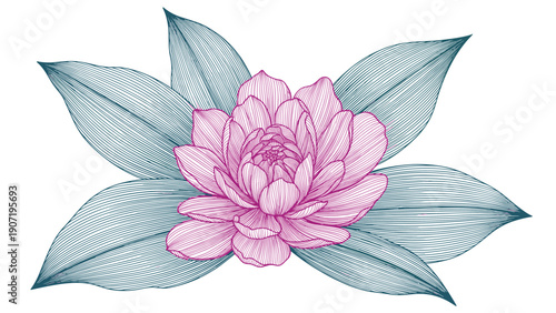 Exquisite pink peony blossom surrounded by large blue-grey leaves shown in highly detailed colored engraving style.
