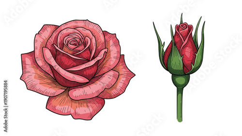 Detailed botanical illustration featuring a large fully bloomed pink rose and a separate closed red rosebud on a green stem.