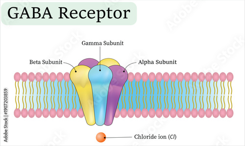 GABA Receptor Structure Diagram Showing Alpha Beta Gamma Subunits and Chloride Ion Channel