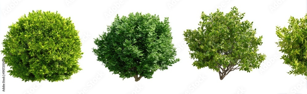 Obraz premium Four diverse green bush or tree renderings, against a clean white background
