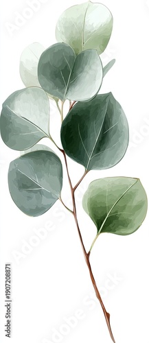 Watercolor depiction of eucalyptus branch with round leaves in shades of green and brown