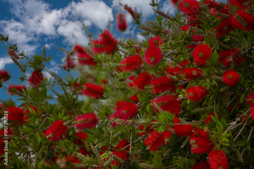 Tableau sur toile Callistemon