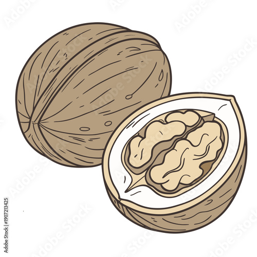 Walnut Whole and Cracked Open Vector Illustration