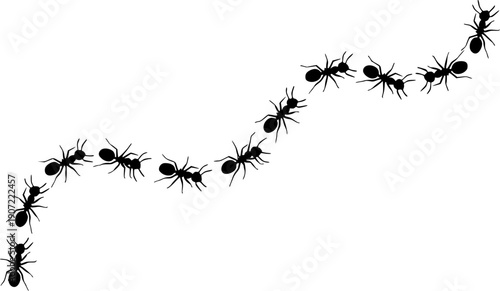 Ant colony forming a path or trail, illustrating organization and teamwork
