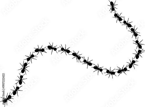 Ant colony forming a path or trail, illustrating organization and teamwork
