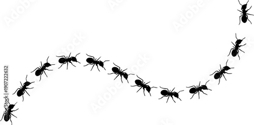 Ant colony forming a path or trail, illustrating organization and teamwork
